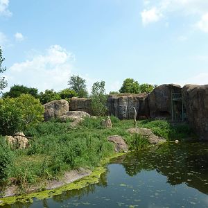 Pride Of The Plains - Lion Exhibit
