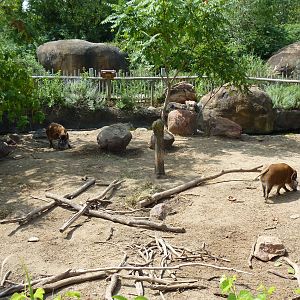 Pride Of The Plains - Red River Hog Exhibit