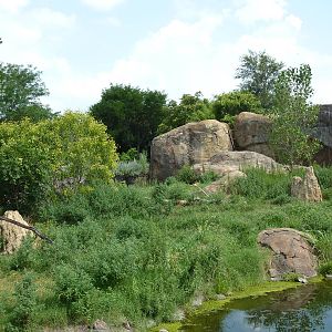Pride Of The Plains - Lion Exhibit