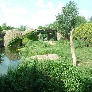 Pride Of The Plains - Lion Exhibit