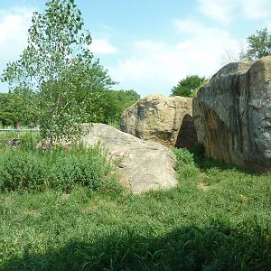 Pride Of The Plains - Lion Exhibit