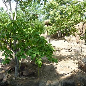 Pride Of The Plains - Red River Hog Exhibit
