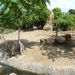 Pride Of The Plains - Red River Hog Exhibit