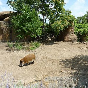 Pride Of The Plains - Red River Hog Exhibit