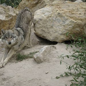 Arabian wolf