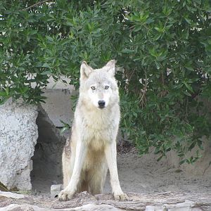 European wolf