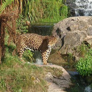Jaguar ...Chester Zoo