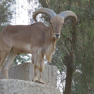 Barbary sheep