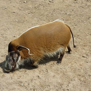 Pride Of The Plains - Red River Hog