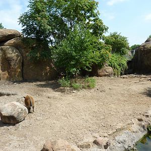 Pride Of The Plains - Red River Hog Exhibit