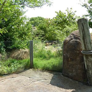 Pride Of The Plains - Red River Hog Viewing Area