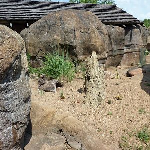 Pride Of The Plains - Meerkat Exhibit