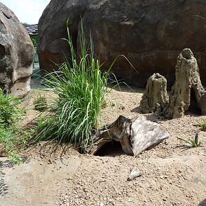 Pride Of The Plains - Meerkat Exhibit