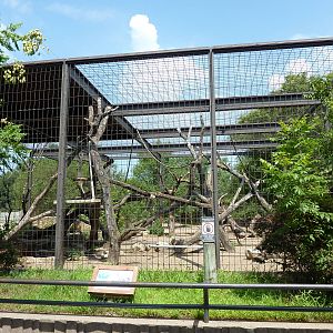 Hamadryas Baboon Enclosure