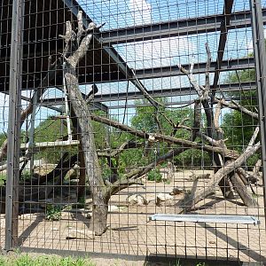 Hamadryas Baboon Enclosure