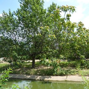 Slender-Horned Gazelle/Warthog Enclosure