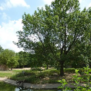 Slender-Horned Gazelle/Warthog Enclosure