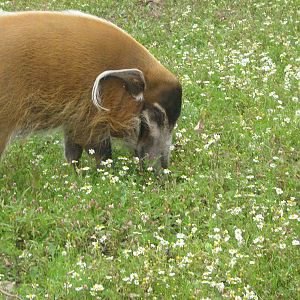 red river hog