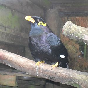 hill mynah 2 07/10