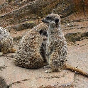 meerkat 1 07/10
