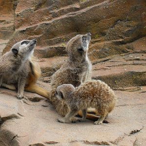 meerkat 2 07/10
