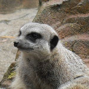 meerkat 3 07/10