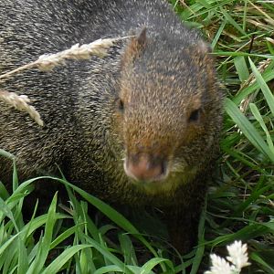 azaras agouti 07/10