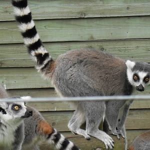 ring-tailed lemur 1 07/10