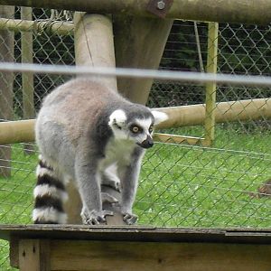 ring-tailed lemur 2 07/10