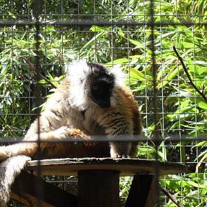 black lemur 07/10