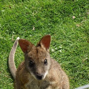 parma wallaby 07/10