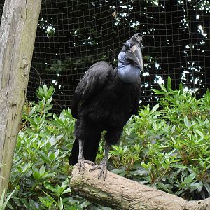 abyssinian ground hornbill 07/10