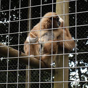 lar gibbon 07/10
