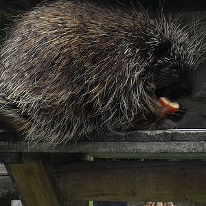 north american porcupine 1 07/10