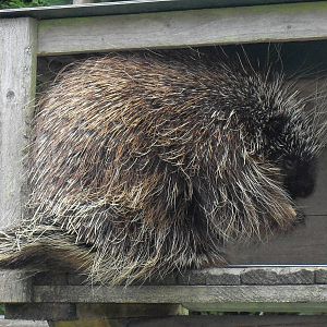 north american porcupine 2 07/10