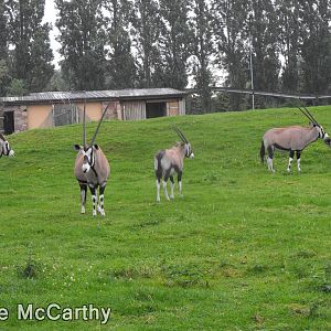 Gemsbok Herd