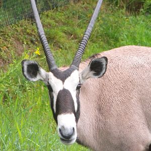 Gemsbok