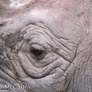 Eye of The Rhino