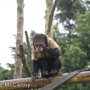 Buffy Headed Capuchin