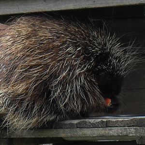 north american porcupine 3 07/10