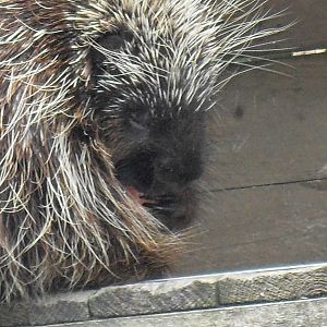 north american porcupine 4 07/10