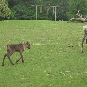 1 of 3 baby reindeer