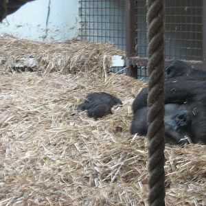 western lowland gorilla's(milki&baby)