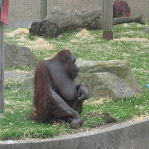 vicky female bornean orangutan