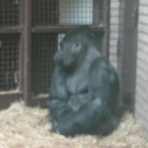 bukavu the male western lowland gorilla