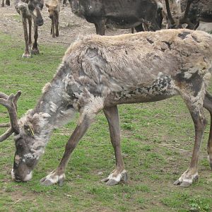 dandi male reindeer