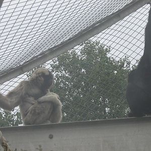 ivy&sortomito pileated gibbon