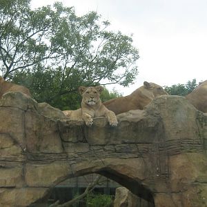 female lions
