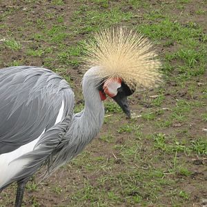 west african crowned crane