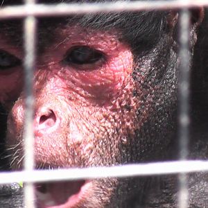 Red Faced Black Spider Monkey - Welsh Mountain Zoo